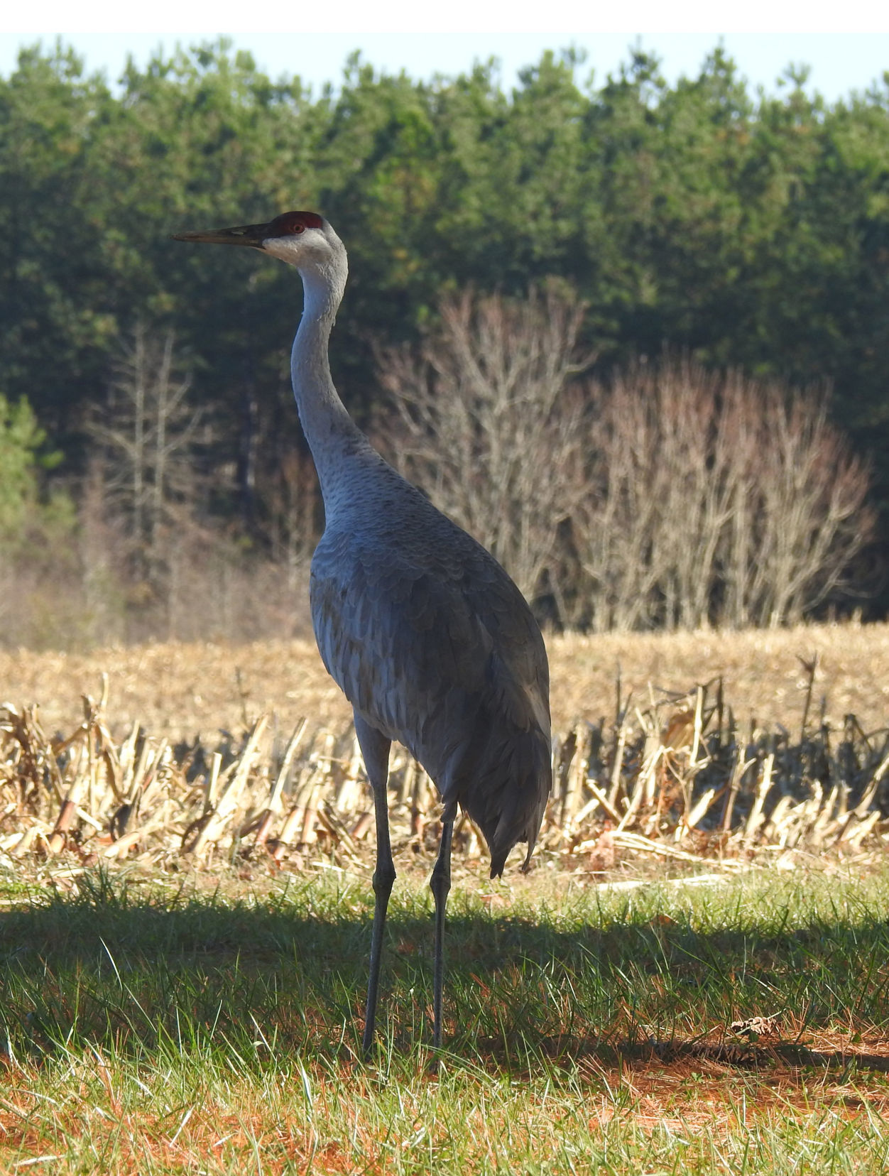 Crane